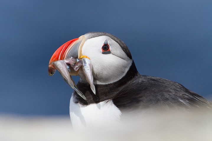 Papageitaucher Fratercula arctica Atlantic Puffin